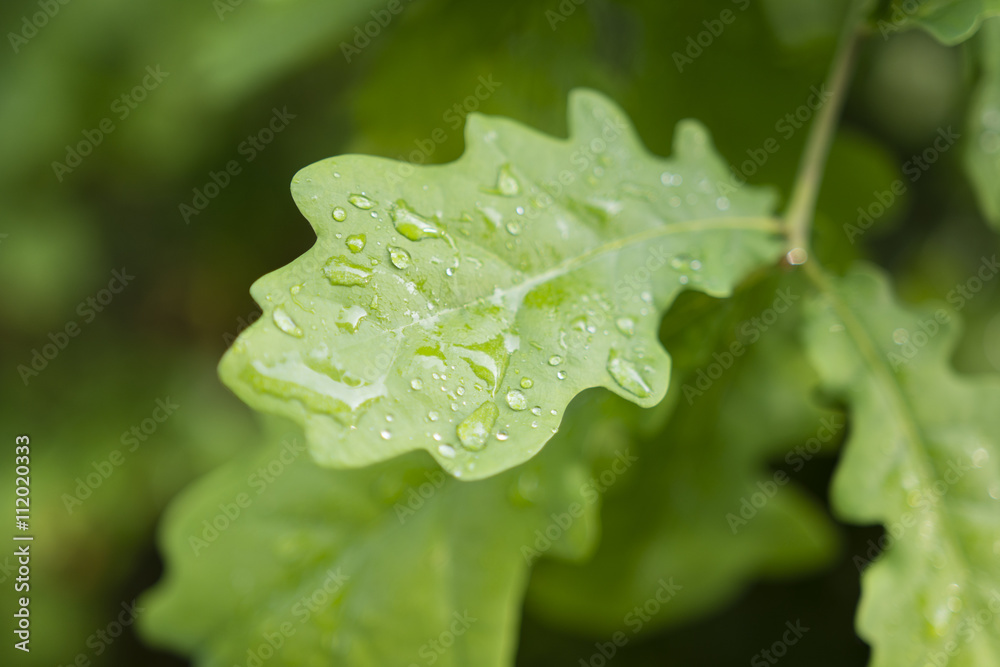 dew on the leaves of oak dew on the leaves of oak