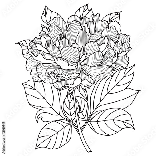 Vector Peony.Coloring book page for adults. Hand drawn artwork.