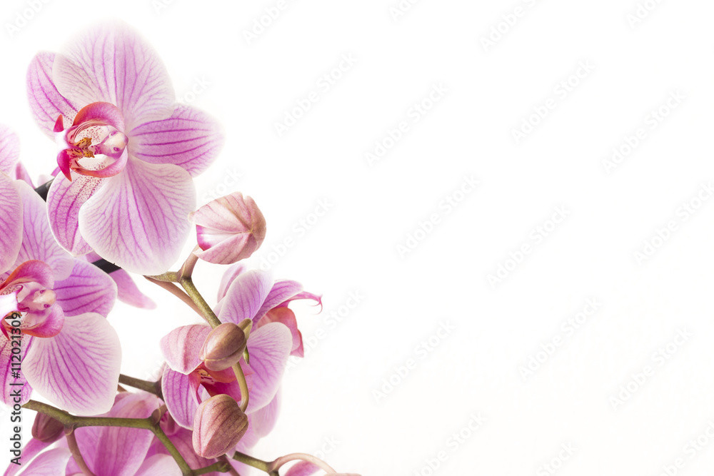 Piękny różowo-fioletowy storczyk na białym tle - obrazy, fototapety, plakaty 
