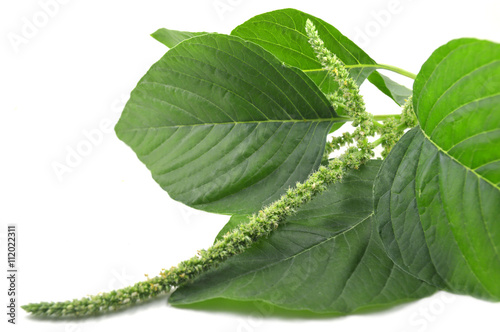 Amaranth, Amaranthus sp., Family Amaranthaceae, Central of Thailand