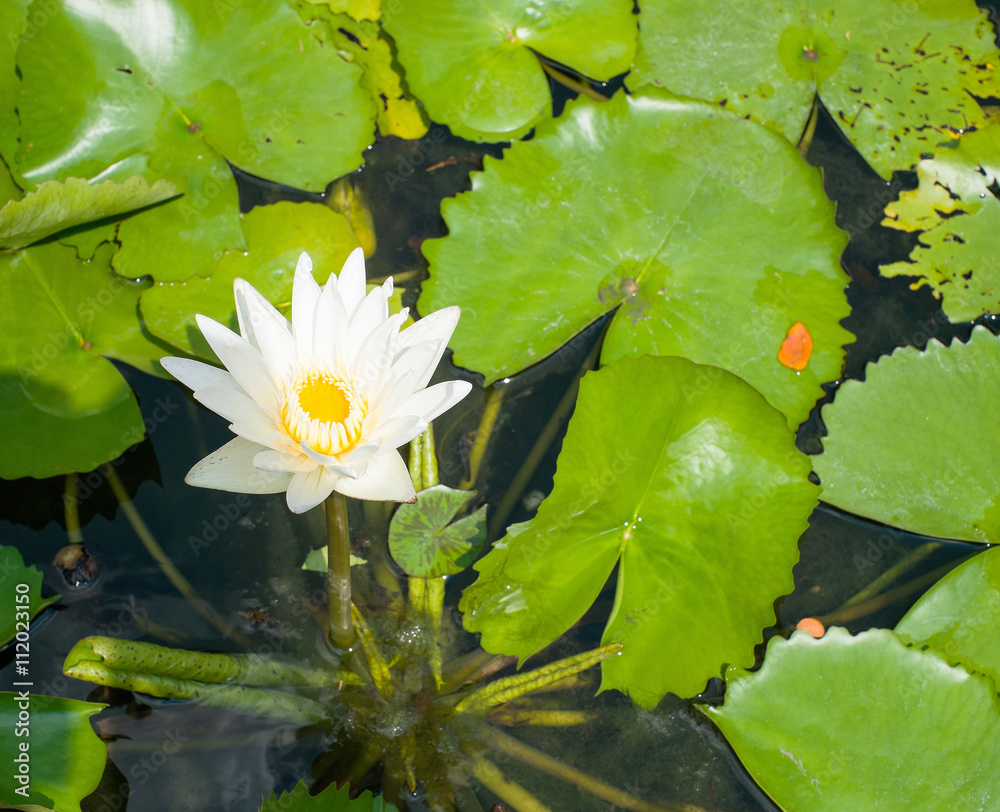 white lotus flower white lotus flower