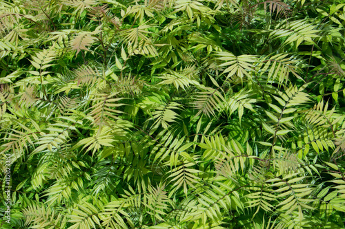 Green leaves background, young spring plants, beautiful backgrou