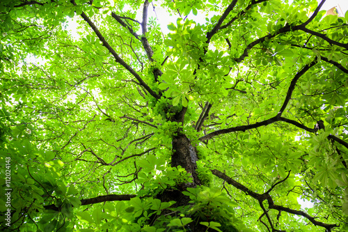 Green tree with branches and leaves © hbilgen