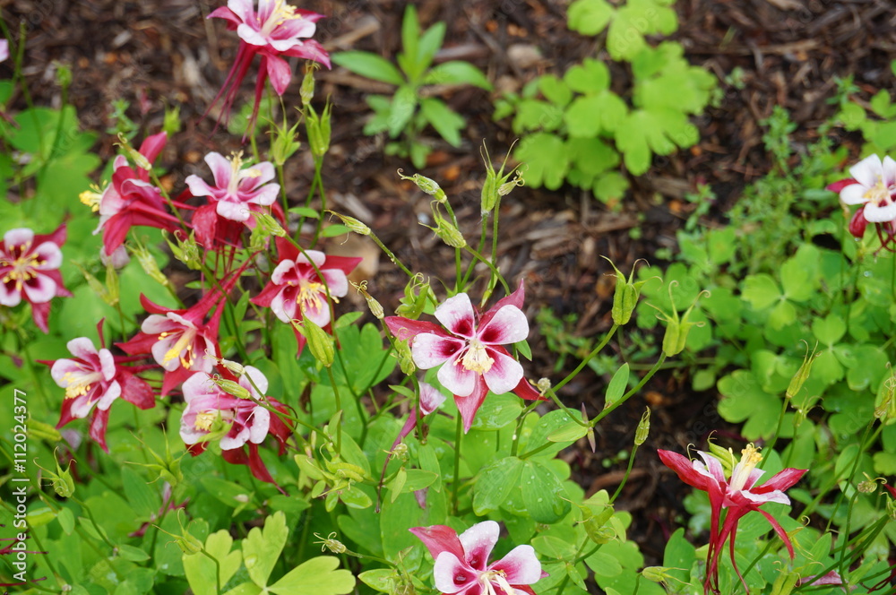 Red and white Origami columbine flower (aquilegia) Red and white Origami columbine flower (aquilegia)