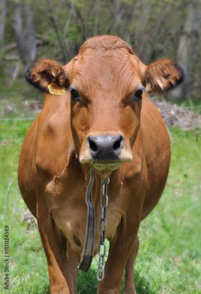 vache tarine de face dans prairie savoyarde vache tarine de face dans prairie savoyarde