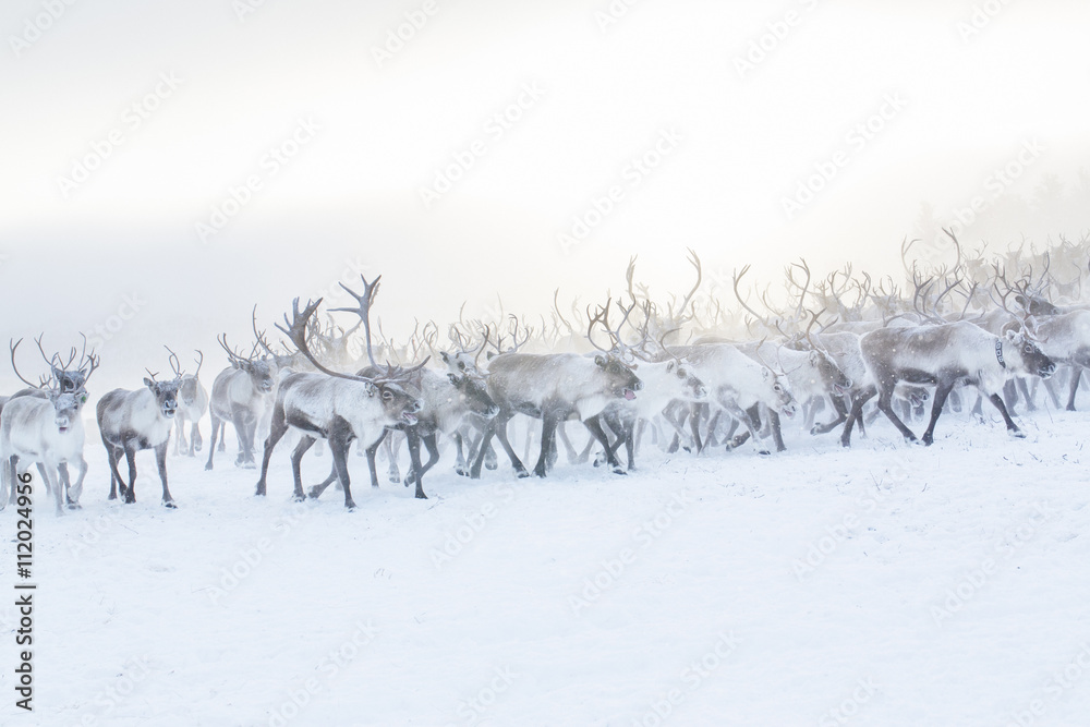 Herd of reindeer in snow Herd of reindeer in snow