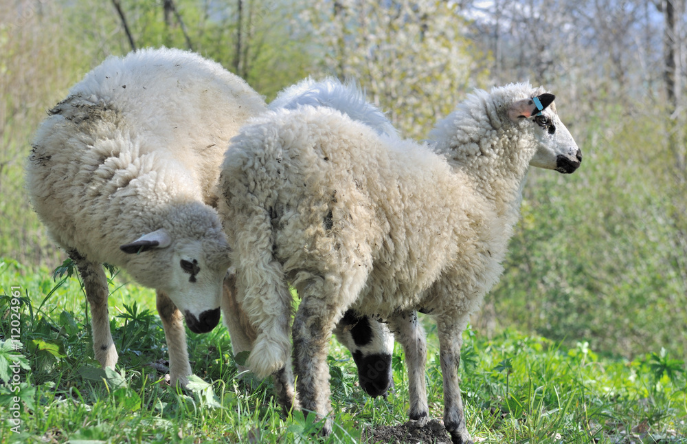 moutons dans prairie alpine moutons dans prairie alpine