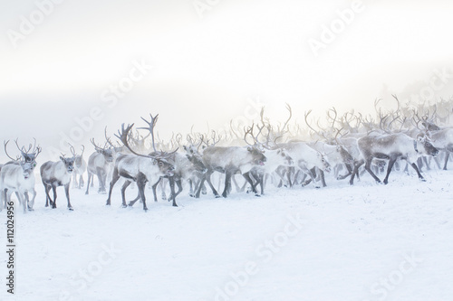 Herd of reindeer in snow