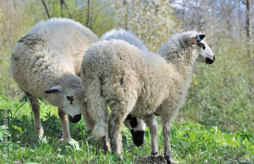 moutons dans prairie alpine © coco