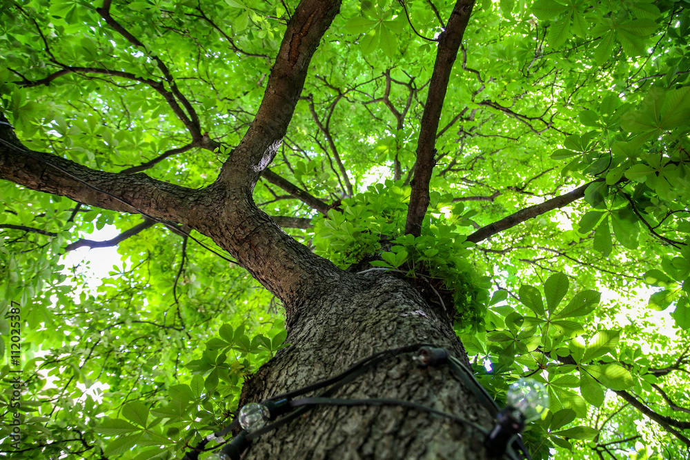Fototapeta premium Green tree with branches and leaves