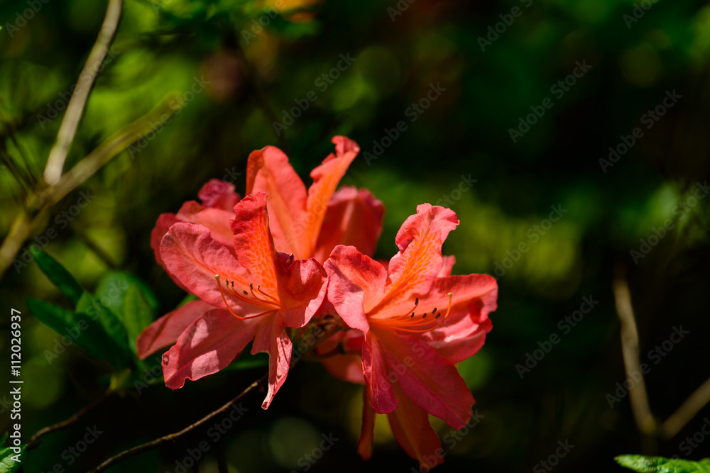 Blooming Rhododendron (Azalea), macro, selective focus Blooming Rhododendron (Azalea), macro, selective focus