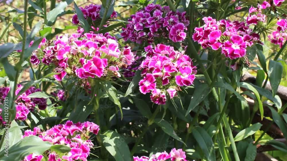 geranium geranium