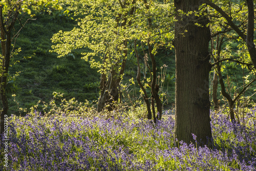 Fototapeta Naklejka Na Ścianę i Meble -  Stunning landscape image of bluebell forest in Spring