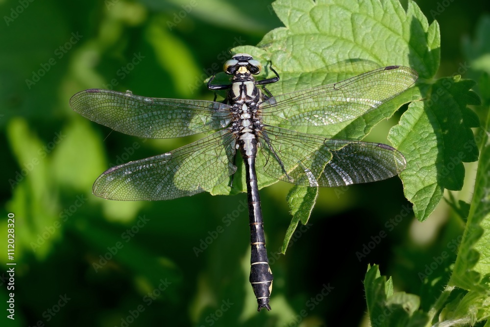 Fototapeta premium Gomphus vulgatissimus, maschio