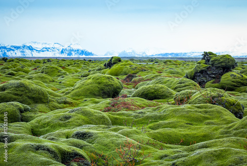Iceland lava field covered with green moss