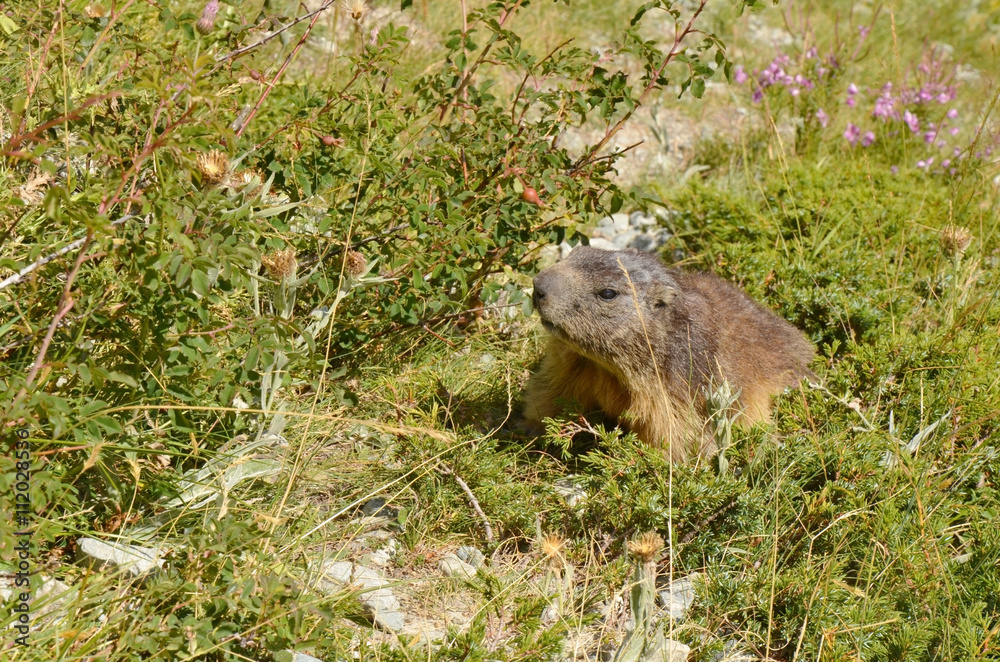 Marmotte dans l'herbe (PN Ecrins / Hautes-Alpes) Marmotte dans l'herbe (PN Ecrins / Hautes-Alpes)