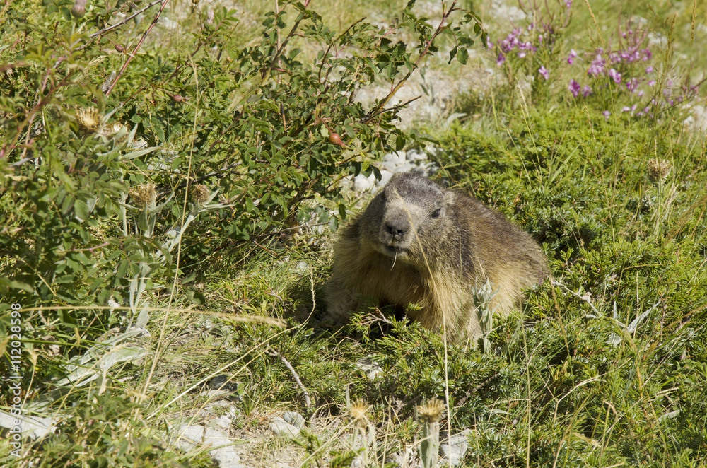 Naklejka premium Marmotte de face (PN Ecrins / Hautes-Alpes)