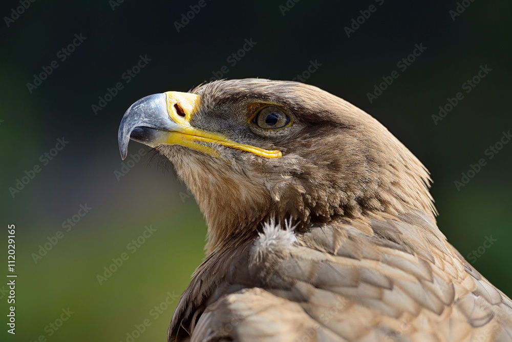 Portrait of a golden eagle