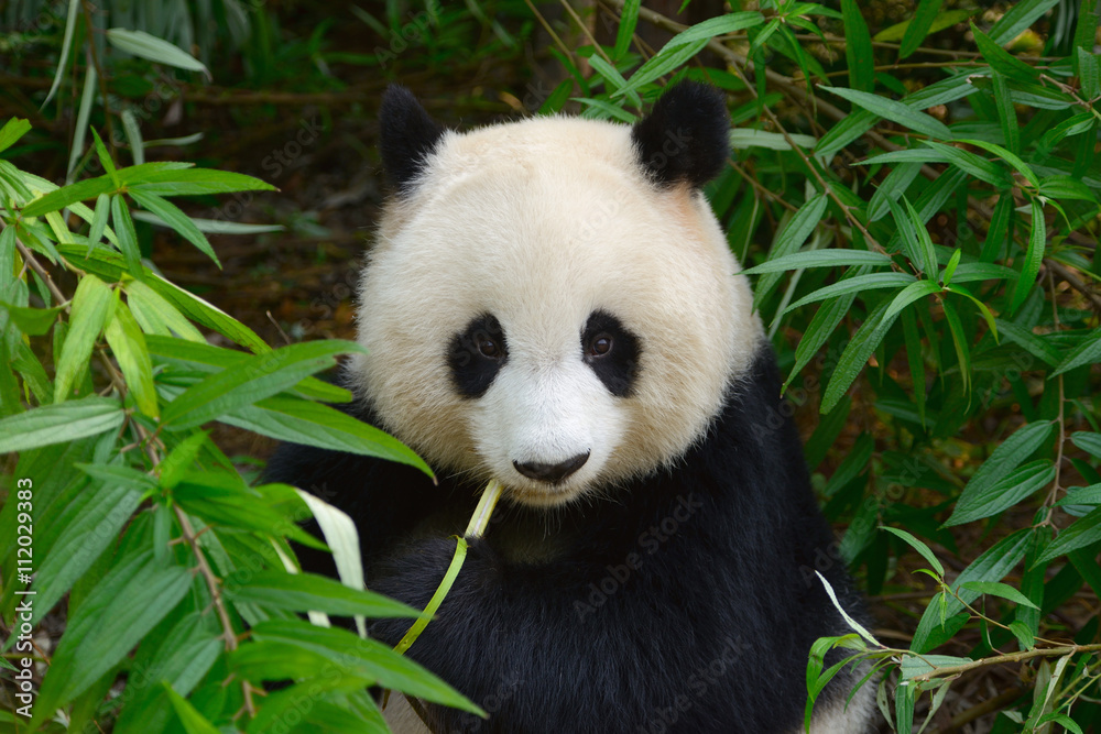 Fototapeta premium Hungry giant panda bear eating bamboo