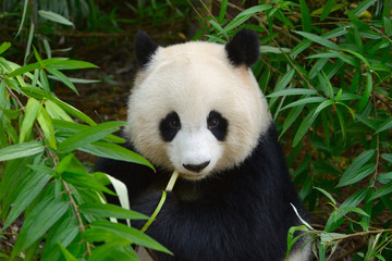 Fotobehang Panda Hongerige reuzenpanda knaagt aan bamboe  © nelik