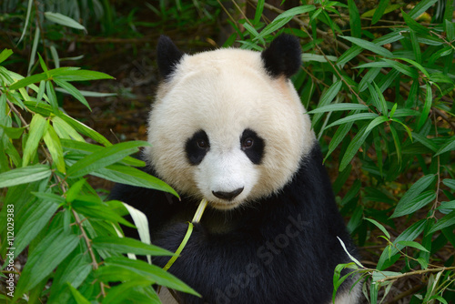 Fototapeta Naklejka Na Ścianę i Meble -  Hungry giant panda bear eating bamboo