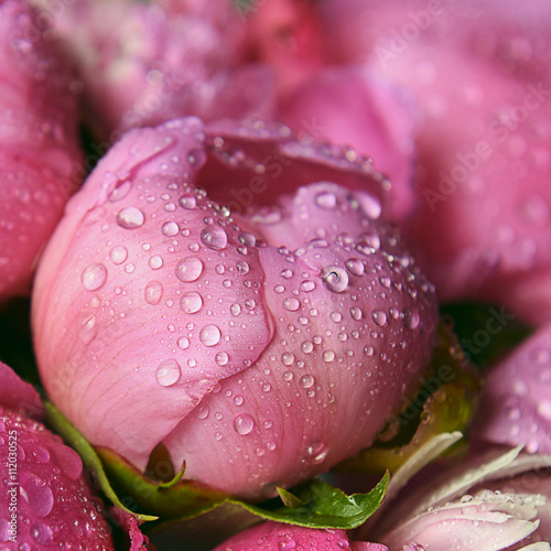 Fototapeta Naklejka Na Ścianę i Meble -  delicate fresh pink peony bud with drops after rain close up

