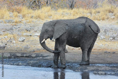 Elefant am Wasserloch im Etosha Nationalpark