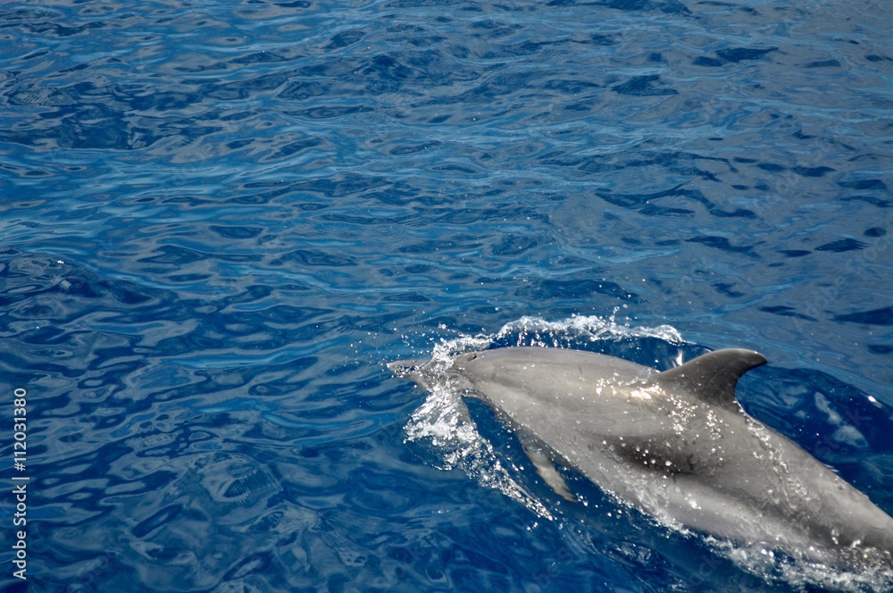Fototapeta premium schwimmender Delfin holt Luft an der Wasseroberfläche, in tiefblauem Wasser - atlantischer Ozean vor La Gomera, Kanarische Inseln