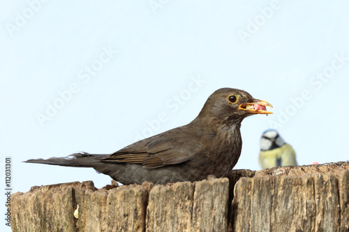 Close up of a female Blackbird collecting food for her young 