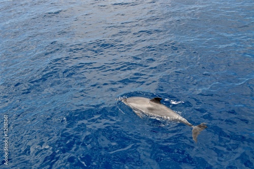 Delfin schwimmt an tiefblauer Wasseroberfläche im Atlantik, vor La Gomera, Kanarische Inseln, Spanien