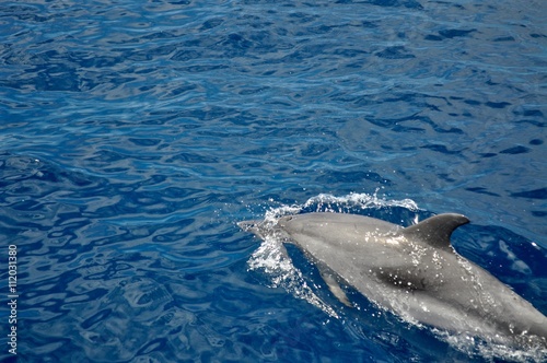 schwimmender Delfin holt Luft an der Wasseroberfläche, in tiefblauem Wasser - atlantischer Ozean vor La Gomera, Kanarische Inseln