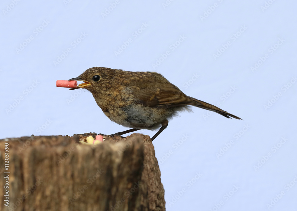 Close up of a baby Robin eating suet Close up of a baby Robin eating suet