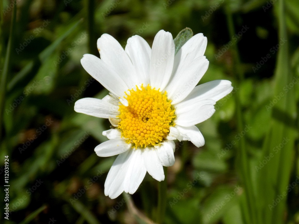 Obraz premium Daisy on meadow in spring