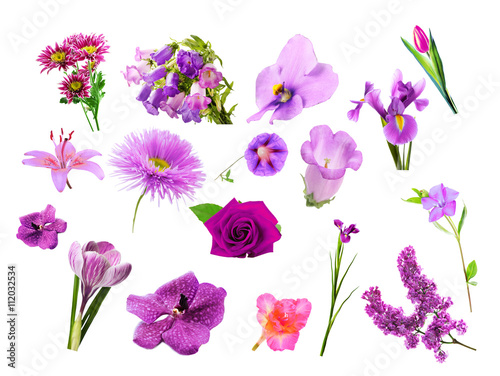 Collage of purple color flowers, isolated on white