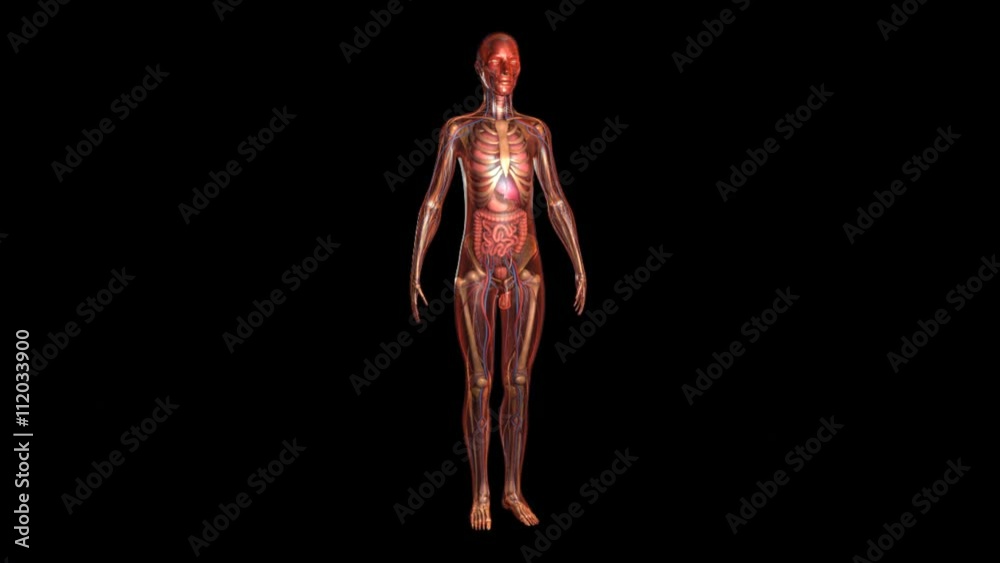 Human Anatomy Human Anatomy