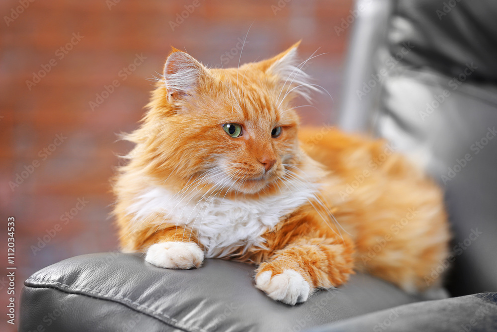 Fluffy red cat lying on a sofa