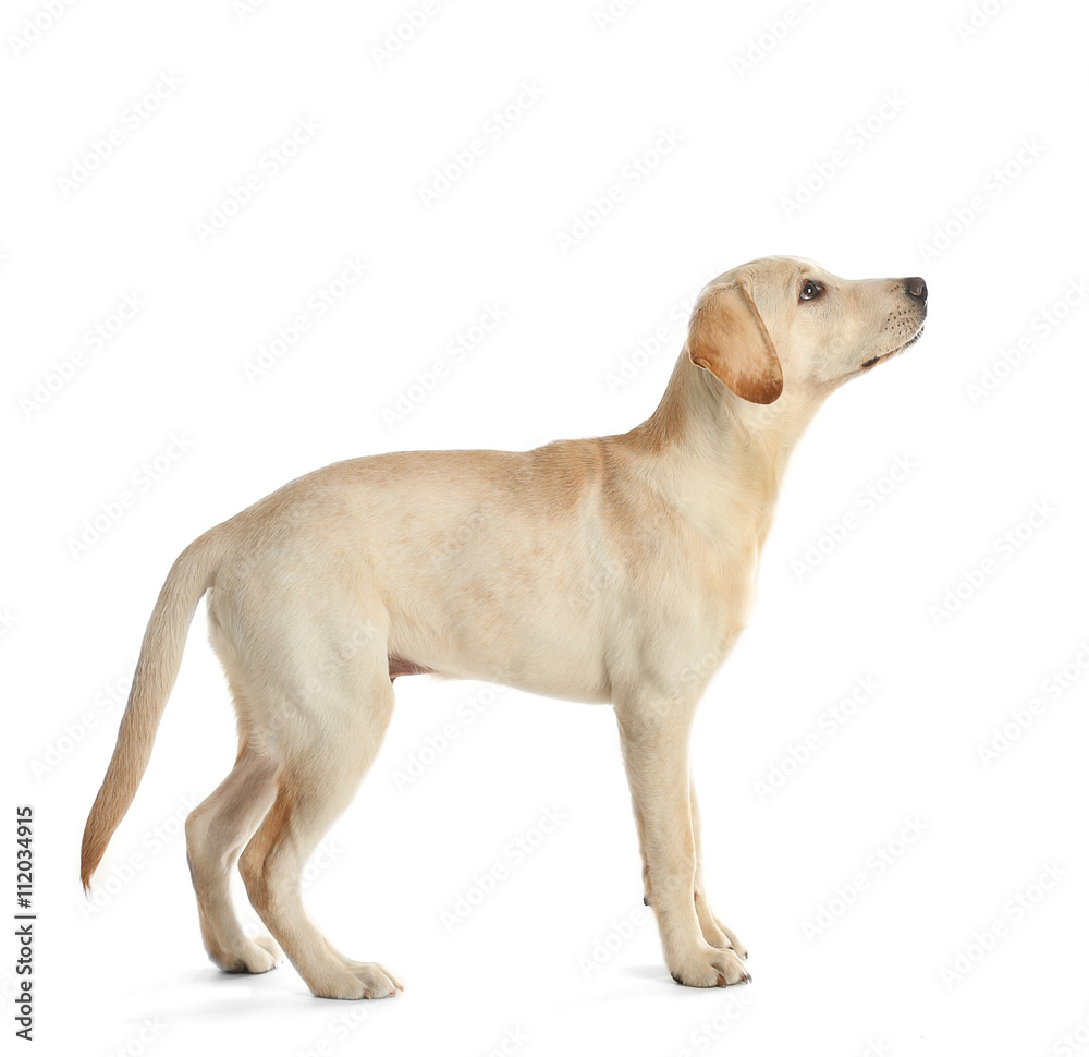 Cute Labrador dog isolated on white Cute Labrador dog isolated on white