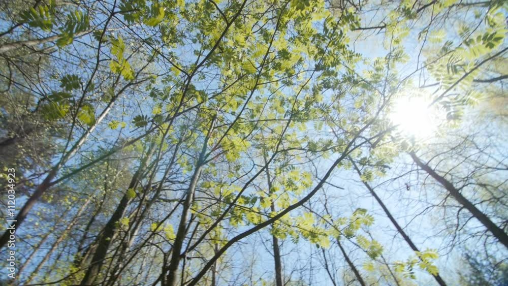 Looking up under the canopy of a rowan bush. Spring Looking up under the canopy of a rowan bush. Spring