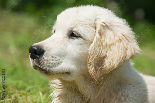 Golden retriever three months old wet dog portrait with a green grass background.