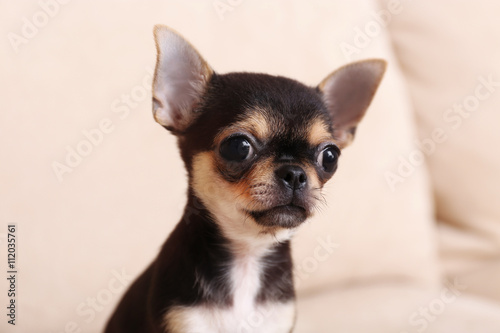 Small chihuahua puppy on the beige sofa © Africa Studio