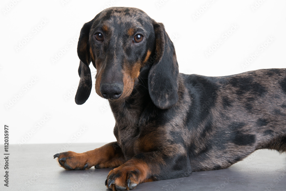 Close up of a Dachshund in front of a WHITEbackground