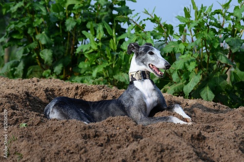 Galgo Espanol liegt entspannt im Sand und lacht photo