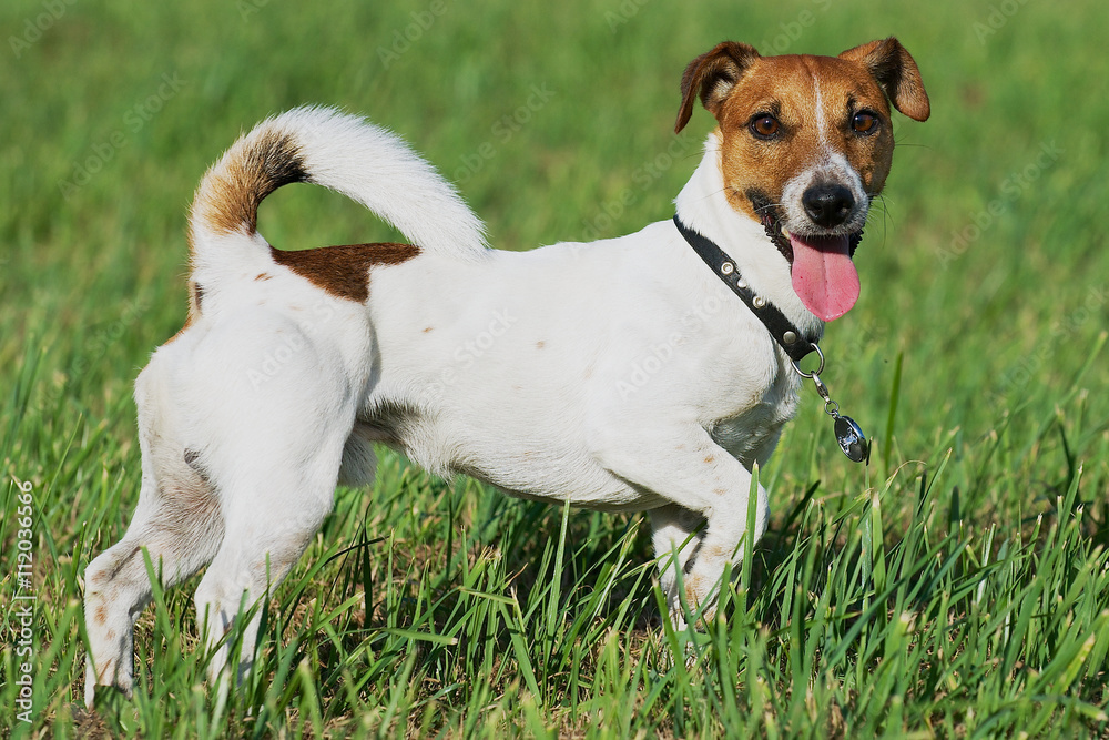 Playful Jack Russel terrier stands on the grass.