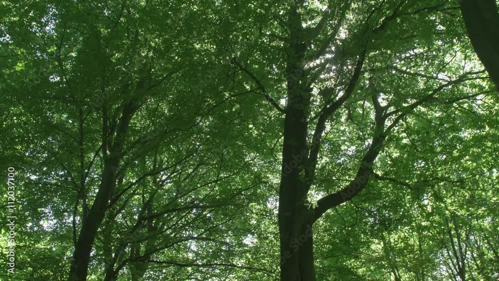 Treetops where the rays of the sun shining through the foliage Treetops where the rays of the sun shining through the foliage
