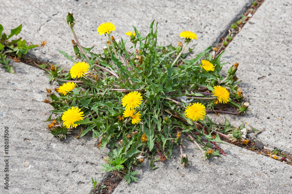 Obraz premium Dandelion, taraxacum officinale, growing on pavement