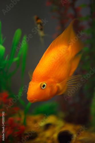 Goldfish in Aquarium closeup