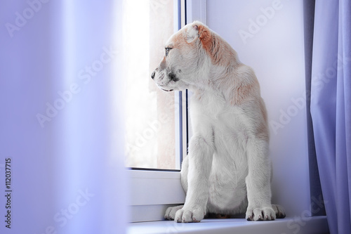 Central Asian Shepherd puppy sitting on the windowsill