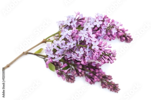 Purple lilac branch  isolated on white background