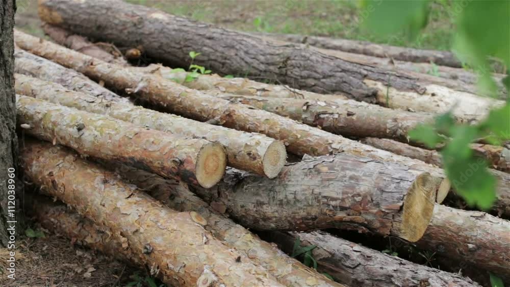 Felled logs lie in a forest in a clearing Felled logs lie in a forest in a clearing