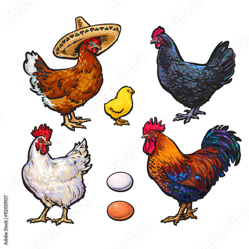 Set of different chickens, vector sketch hand-drawn illustration isolated on white background, with three hens rooster tsiplenokm and different eggs, chicken sombrerro, bird family